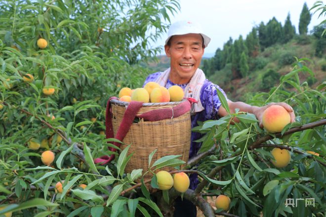 种植致富说说_致富种植什么比较赚大钱_致富种植视频全集