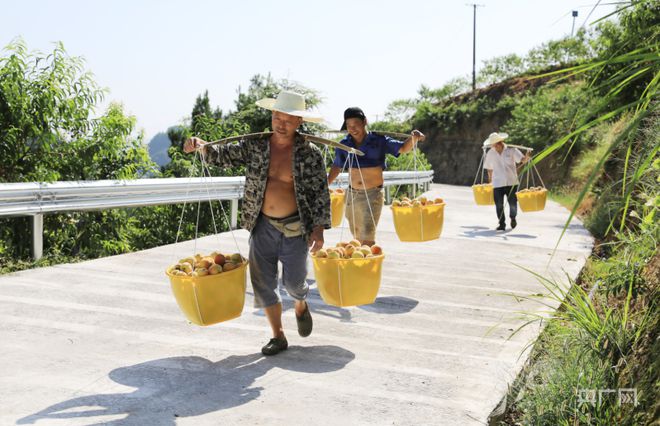 致富种植什么比较赚大钱_种植致富说说_致富种植视频全集