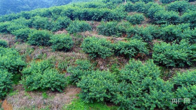 致富种植什么比较赚大钱_种植致富说说_致富种植视频全集