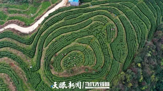 致富茶叶种植家庭视频_种植茶叶赚钱吗_家庭种植茶叶致富