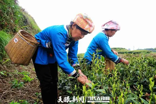 致富茶叶种植家庭视频_家庭种植茶叶致富_种植茶叶赚钱吗