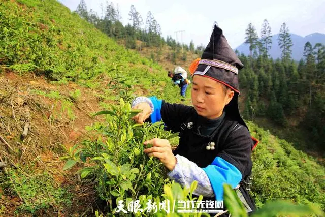 种植茶叶赚钱吗_家庭种植茶叶致富_致富茶叶种植家庭视频