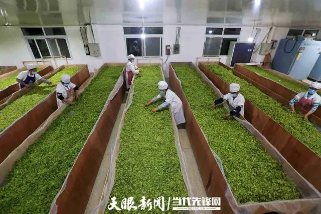 种植茶叶赚钱吗_家庭种植茶叶致富_致富茶叶种植家庭视频