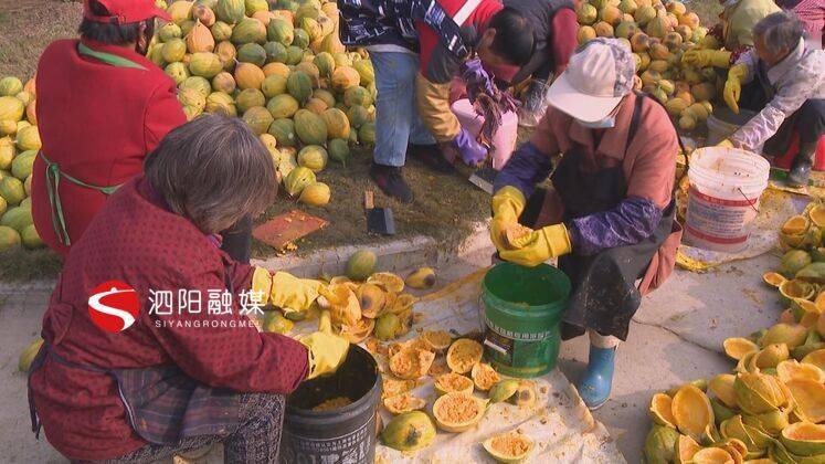 致富经陈娇种植栝楼_致富经陈娇种植栝楼_致富经陈娇种植栝楼