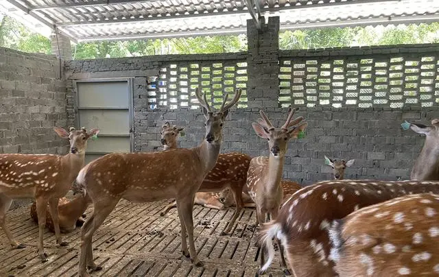 养鹿致富经_养殖鹿的前景_致富鹿养殖前景