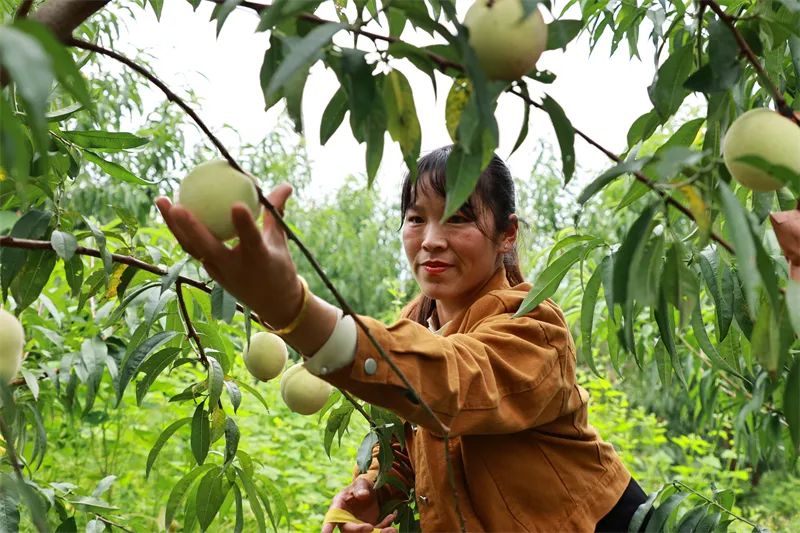 红心柚种植成本和利润_红柚怎么种植_种植红柚致富