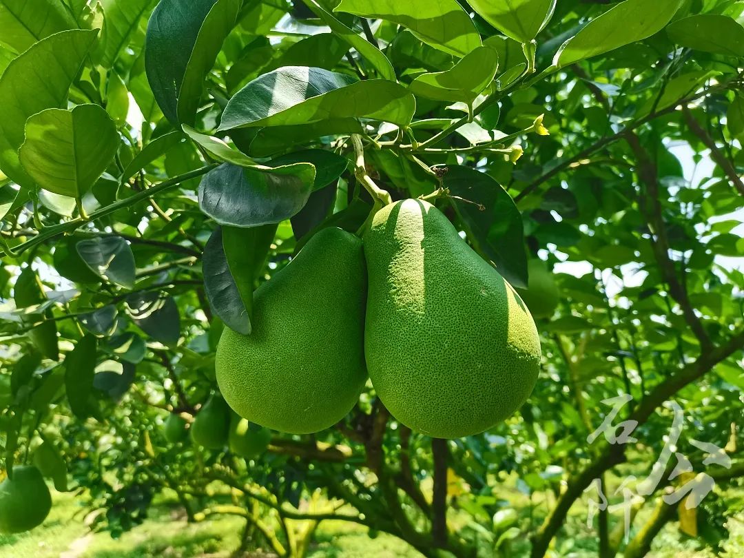 致富养殖好项目_励志养殖致富项目_致富养殖业