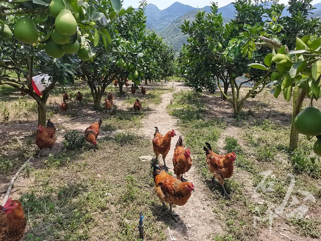 励志养殖致富项目_致富养殖业_致富养殖好项目