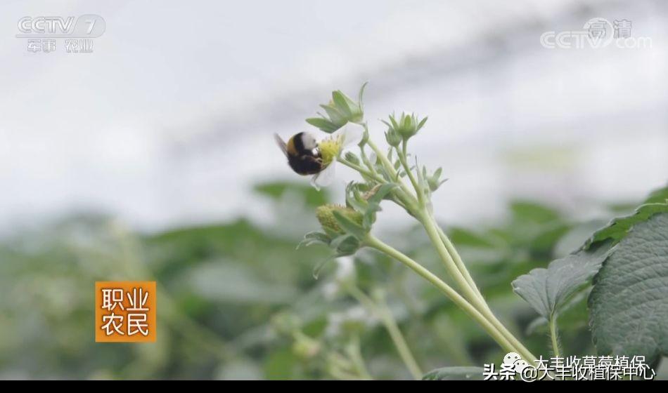 农广天地草莓种植全部视频_农广天地草莓种植技术视频_农广天地草莓育苗视频