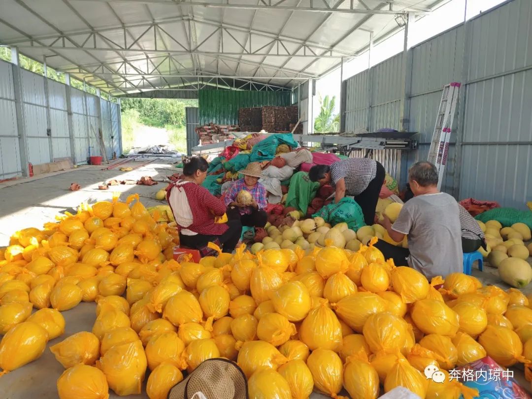 红柚怎么种植_红心柚种植成本和利润_种植红柚致富