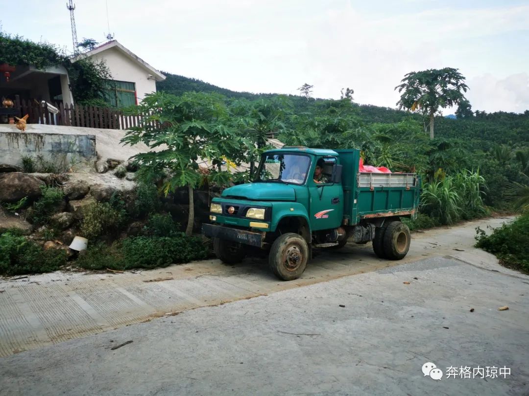 种植红柚致富_红柚怎么种植_红心柚种植成本和利润