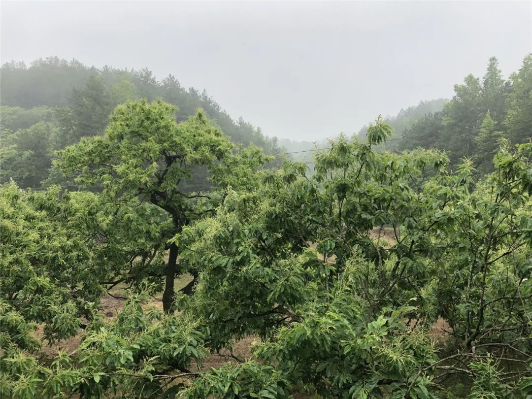 致富山地种植板栗怎么样_山地种植板栗致富_致富山地种植板栗好吗