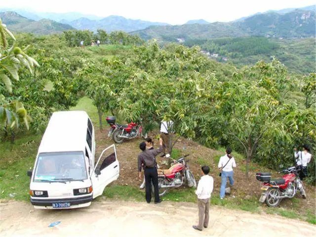 致富山地种植板栗怎么样_山地种植板栗致富_致富山地种植板栗好吗