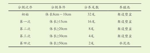 大鲵养殖技术规范_养殖规范大鲵技术要求_养殖规范大鲵技术要点