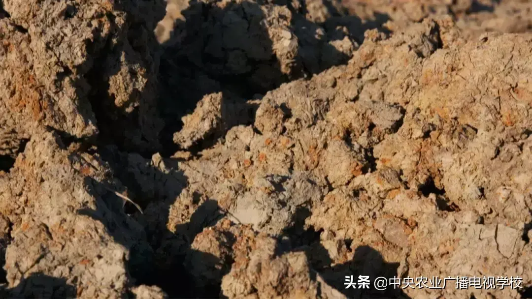 农广天地草莓种植全部视频_农广天地草莓种植技术视频_草莓农广天地