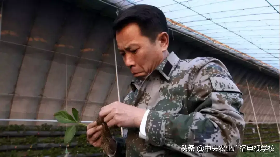 草莓农广天地_农广天地草莓种植技术视频_农广天地草莓种植全部视频