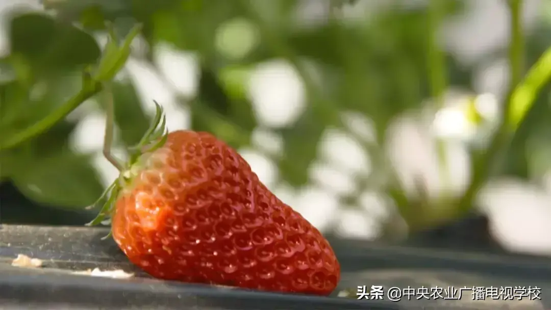 农广天地草莓种植全部视频_草莓农广天地_农广天地草莓种植技术视频