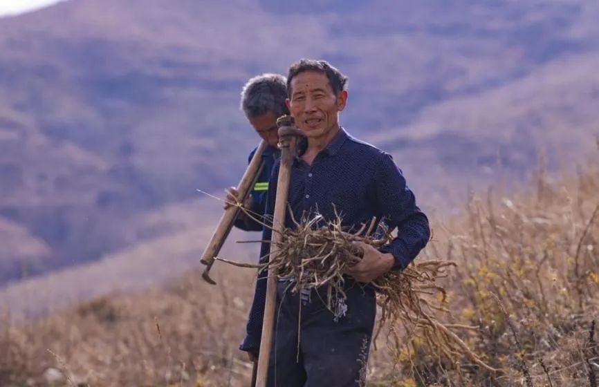 山地种植板栗致富_农村山地种植板栗有补贴吗_荒山种板栗