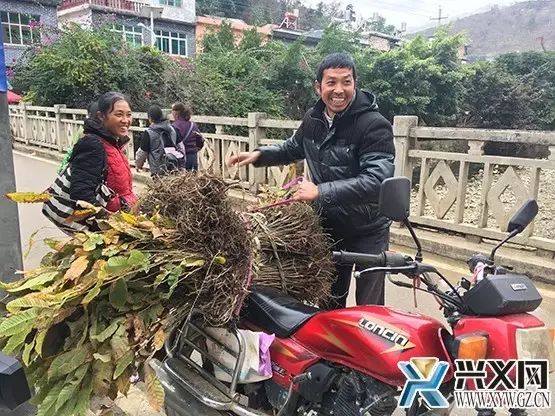 沧江乡：板栗林成脱贫致富“绿色银行” 种植户年均增收万余元