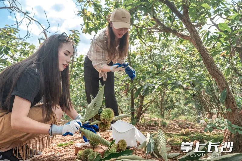 实“栗”出圈！长沙这片板栗林，一年吸引30万游客，到底有多好玩