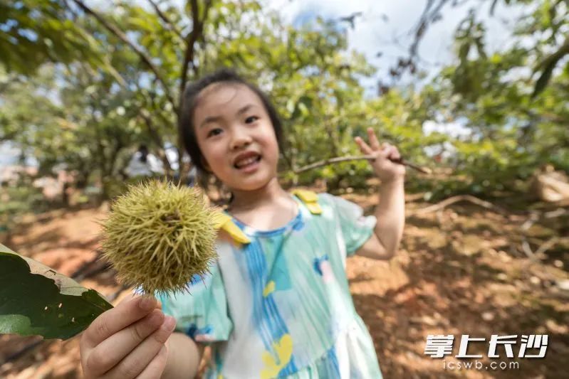 致富山地种植板栗好吗_农村山地种植板栗有补贴吗_山地种植板栗致富