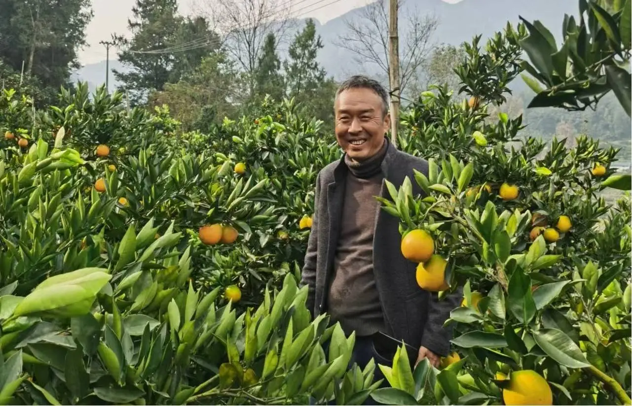 致富经脐橙种植_致富种植脐橙图片_致富种植脐橙视频