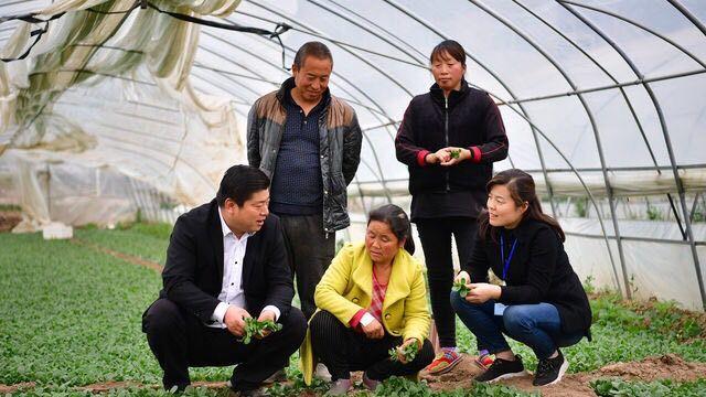 农广天地草莓种植全部视频_农广天地草莓种植技术视频_草莓农广天地