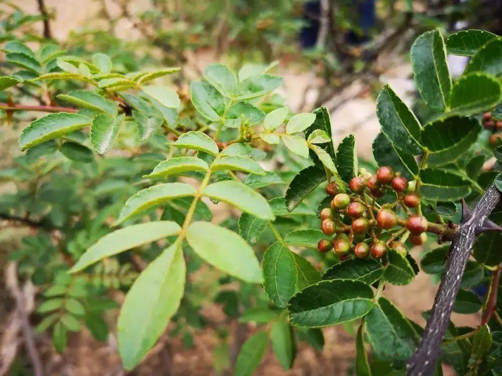 花椒种植效益_种植花椒的真实利润_致富经种植花椒