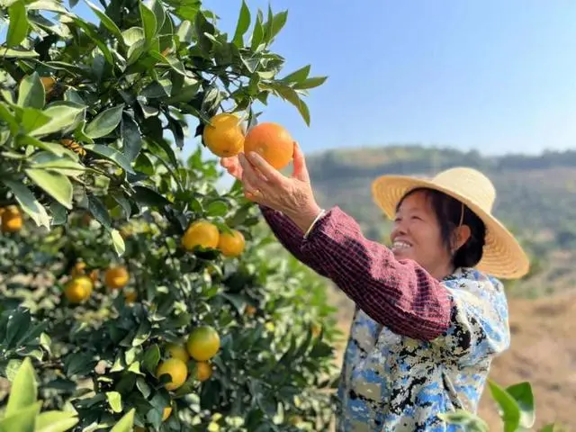 九江都昌：脐橙种植结出“致富果” 产业振兴展现“新光彩”