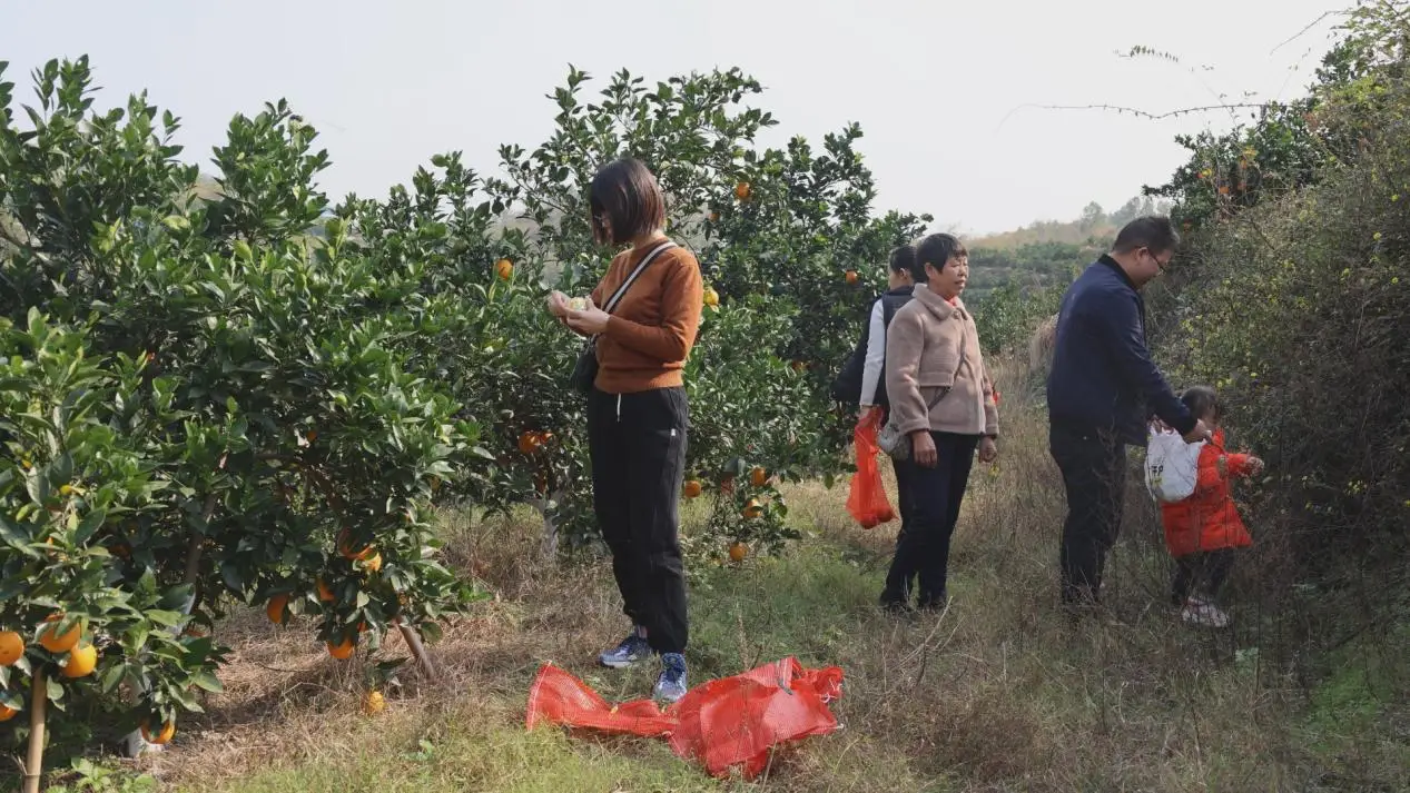 致富经脐橙种植_种植脐橙赚钱吗_致富种植脐橙怎么样