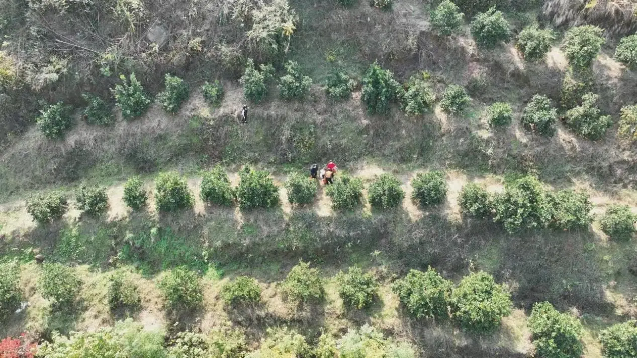 种植脐橙赚钱吗_致富经脐橙种植_致富种植脐橙怎么样