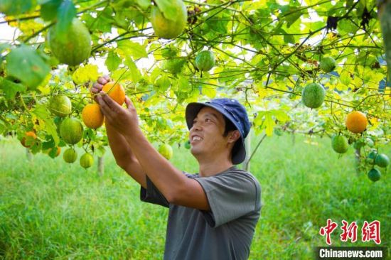 图为江西吉安县指阳乡小瓜蒌结出“致富籽”，黄建奇采摘瓜蒌。肖琛 摄