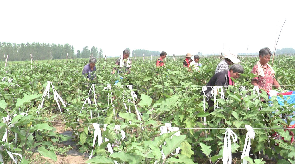 种植什么树致富快_种植致富业_致富种植什么比较赚大钱