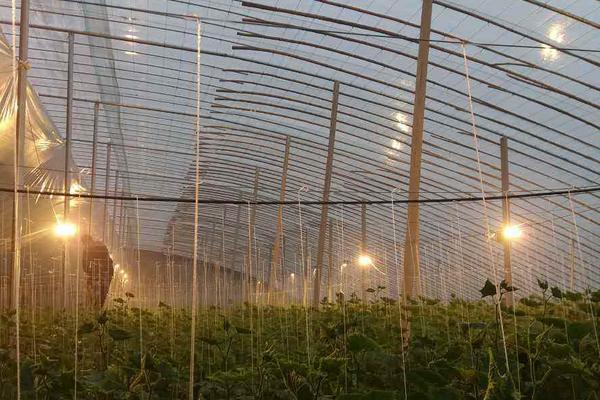 农广天地草莓种植技术视频_农广天地草莓种植全部视频_农广天地草莓苗管理技术