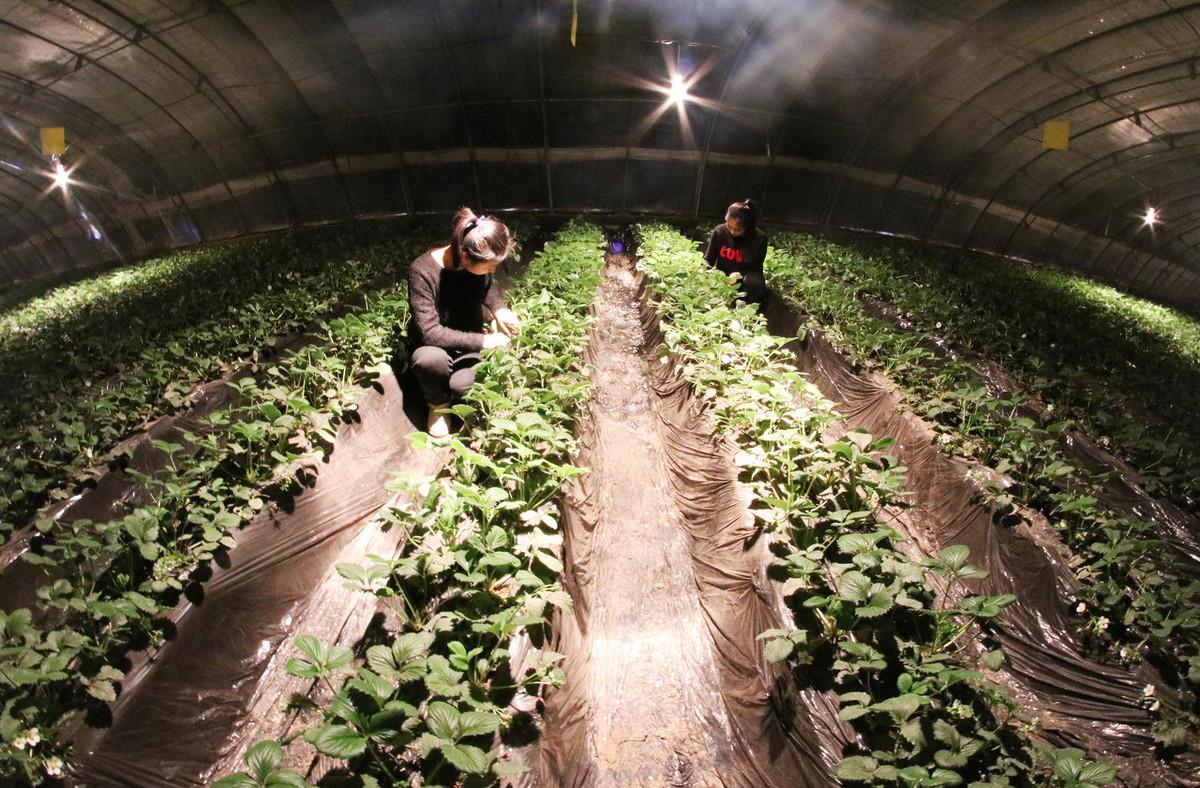 农广天地草莓种植技术视频_农广天地草莓种植全部视频_农广天地草莓苗管理技术