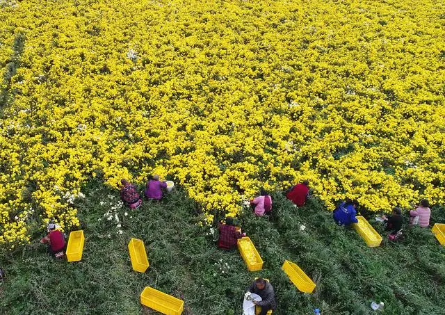 菊花种植致富经_菊花种植成为村民致富_致富菊花种植视频