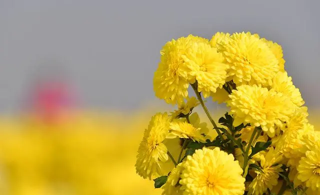 菊花种植致富经_菊花种植成为村民致富_致富菊花种植视频