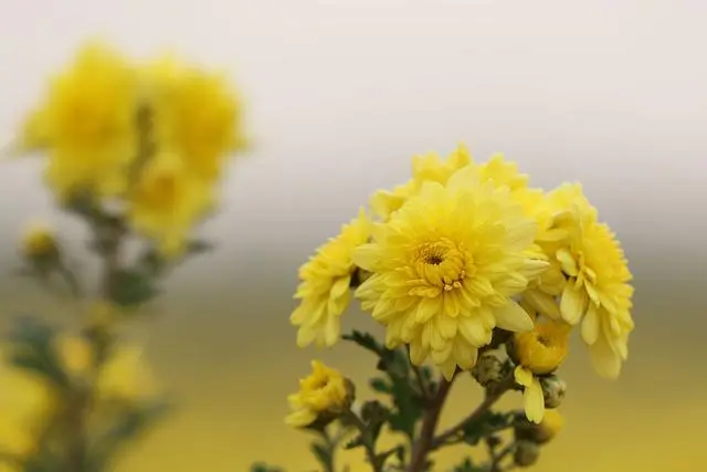 致富菊花种植视频_菊花种植成为村民致富_菊花种植致富经