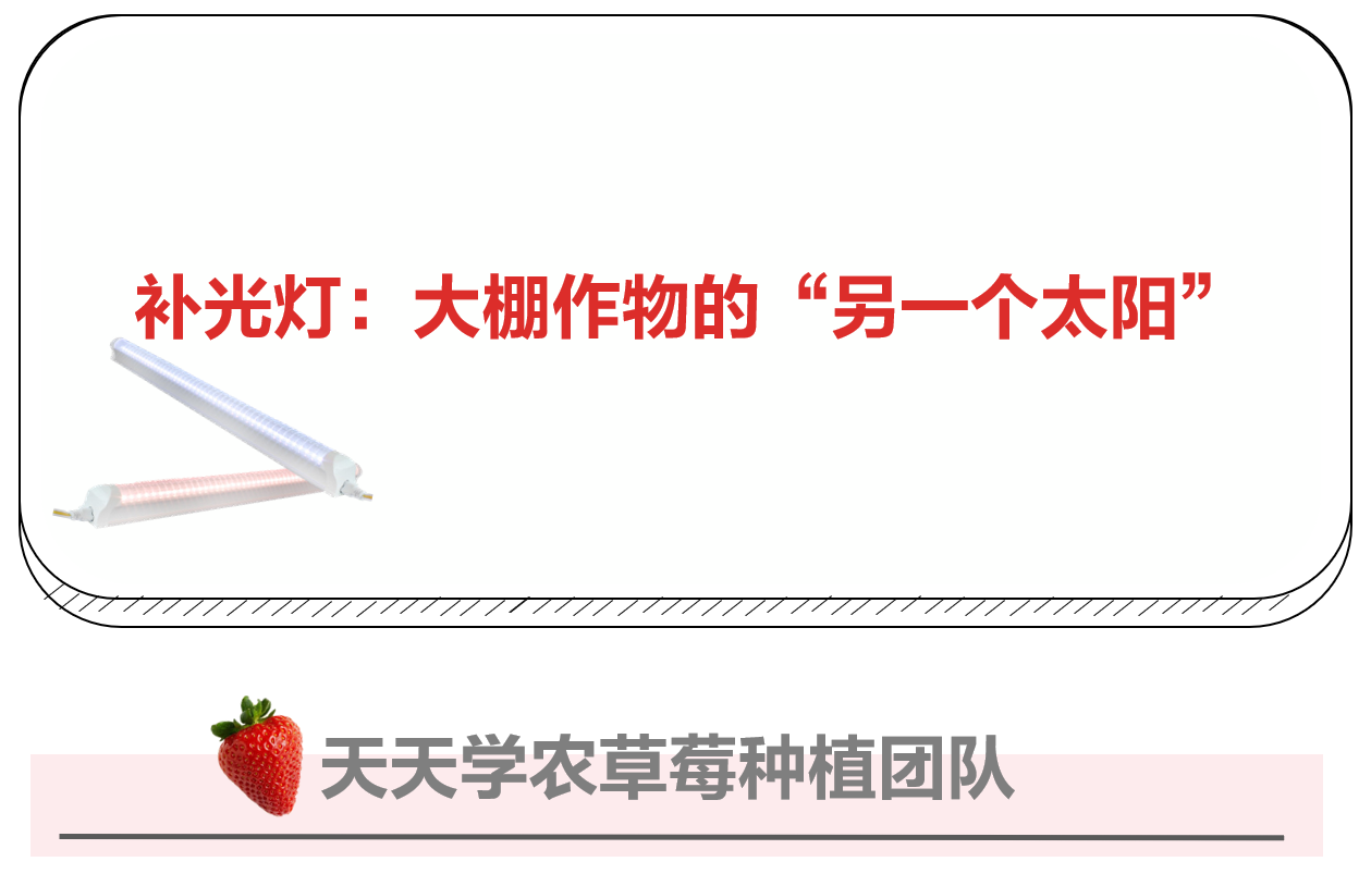 果子不甜、产量不高、着色不均？连续阴雨缺太阳？试试补光灯