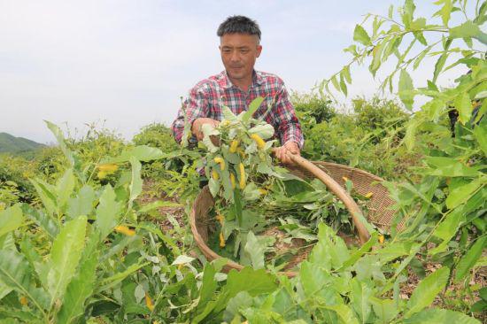 柞蚕养殖前景_柞蚕养殖技术视频_柞蚕室内养殖技术视频