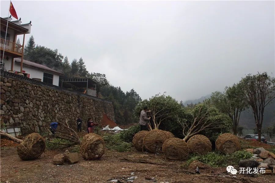 种植什么树致富快_致富种植什么比较赚大钱_种植致富业