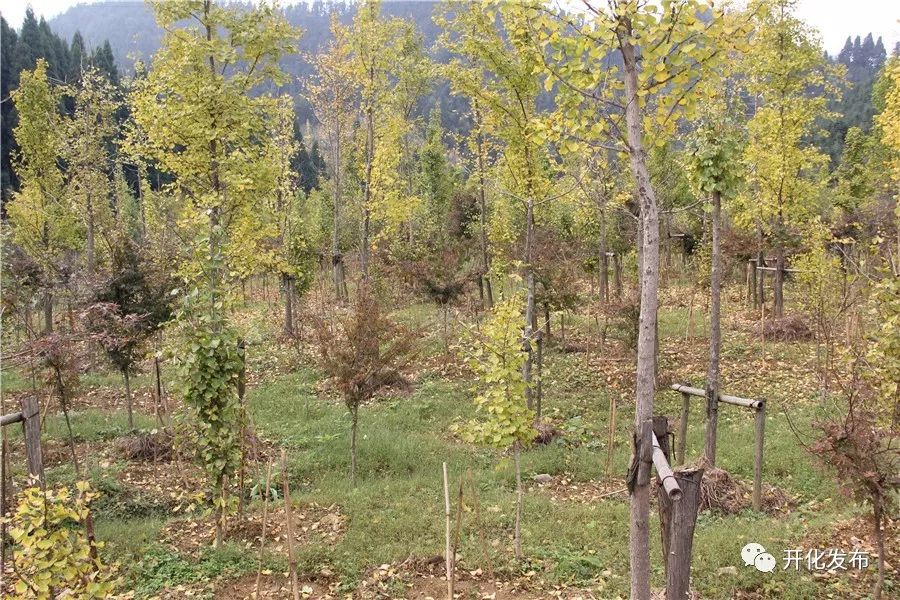 种植致富业_致富种植什么比较赚大钱_种植什么树致富快