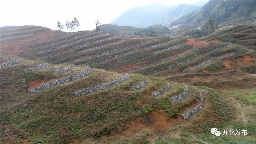 种植致富业_种植什么树致富快_致富种植什么比较赚大钱