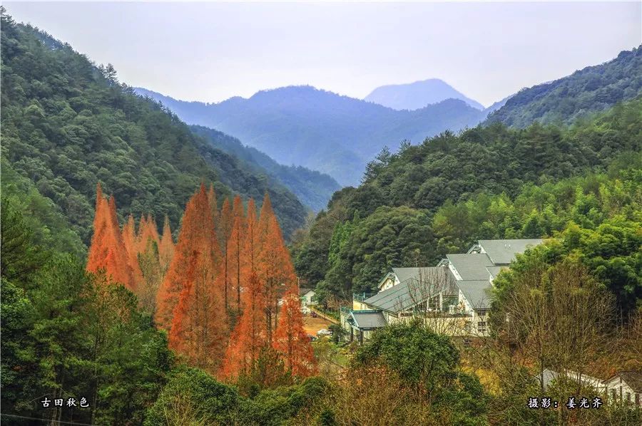 种植什么树致富快_致富种植什么比较赚大钱_种植致富业