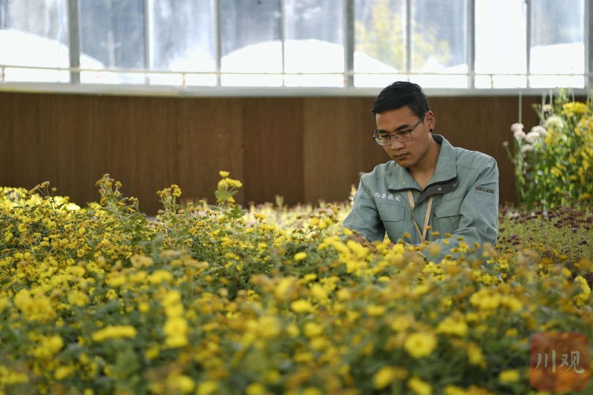 菊花种植致富经_菊花种植前景和利润_致富菊花种植视频