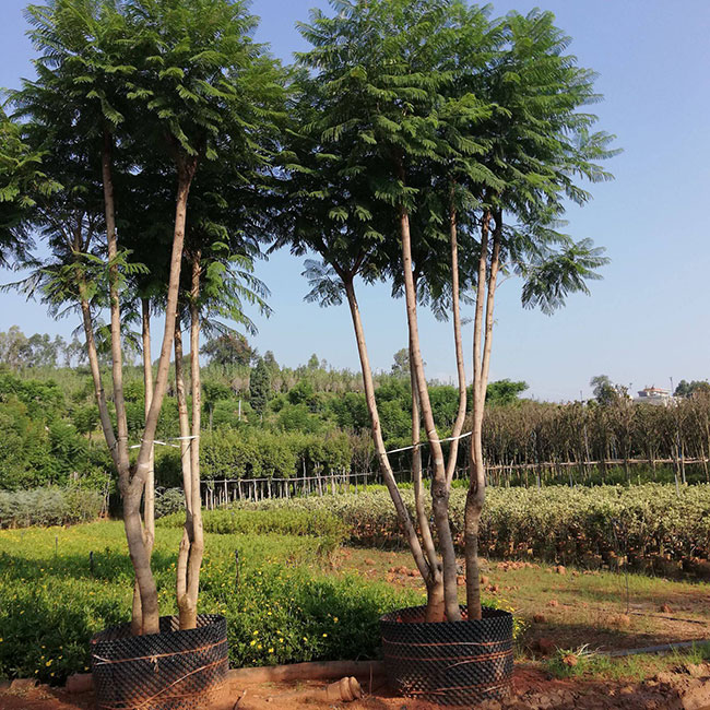 蓝花楹适合在哪里种植?蓝花楹种植方法