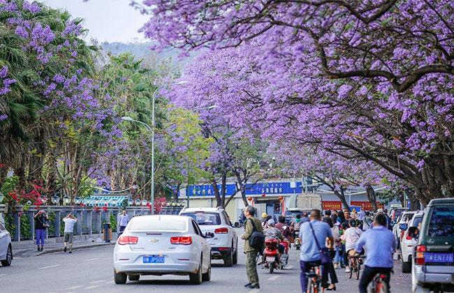 蓝花楹适合在哪里种植?蓝花楹种植方法