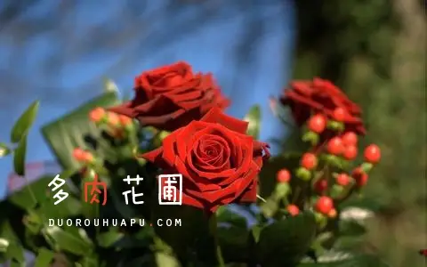 玫瑰花怎么养，玫瑰花的养殖方法和注意事项