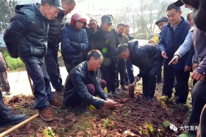 【脱贫攻坚】种丹参，铁佛村村民找到致富路