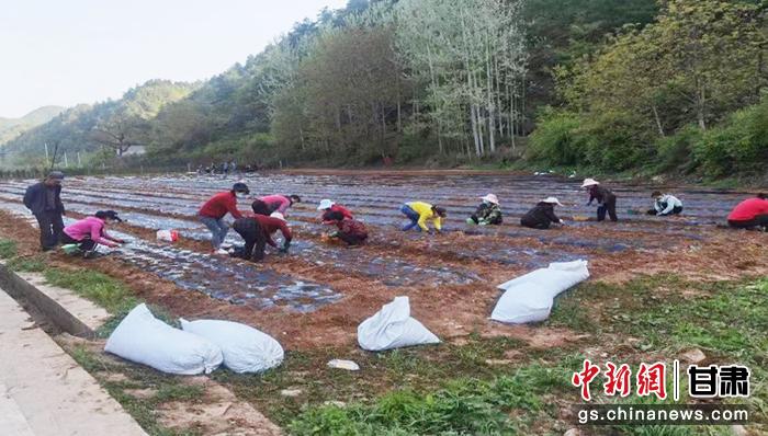 山海相“药”谱好“双城记”——城阳·成县共建东西协作种养示范基地